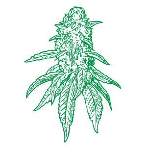 Skagit Organics – Born and Blazed in Skagit Valley